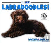 I Like Labradoodles!