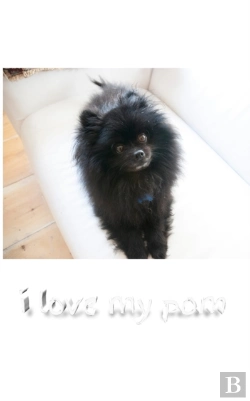 Bertrand.pt - I Love My Pom Blank Page Journal