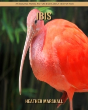 Ibis