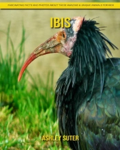 Ibis