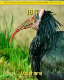 Bertrand.pt - Ibis