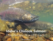 Idaho'S Chinook Salmon