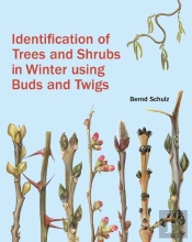 Identification Of Trees And Shrubs In Winter Using Buds And Twigs