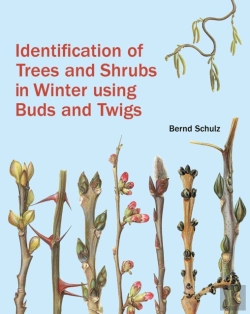 Bertrand.pt - Identification Of Trees And Shrubs In Winter Using Buds And Twigs
