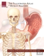Illustrated Atlas Of Human Anatomy