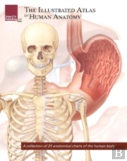 Bertrand.pt - Illustrated Atlas Of Human Anatomy