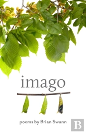 Imago