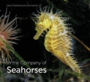 In The Company Of Seahorses