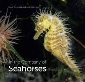 In The Company Of Seahorses