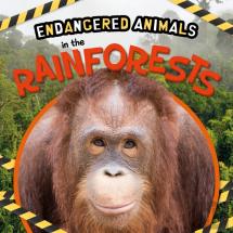 In The Rainforests