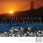 In The Shadow Of The Bridge