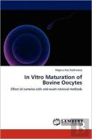 In Vitro Maturation Of Bovine Oocytes