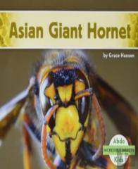 Incredible Insects (Set Of 6)
