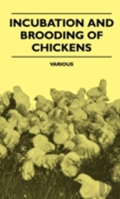 Incubation And Brooding Of Chickens