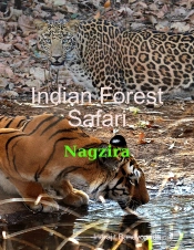 Indian Forest Safari - Nagzira
