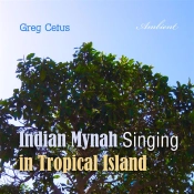 Indian Mynah Singing In Tropical Island