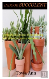 Indoor Succulent
