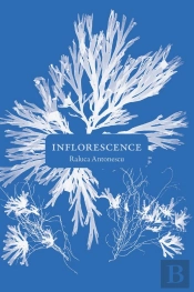 Inflorescence