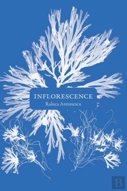 Bertrand.pt - Inflorescence