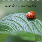 Insectes A Contempler Calendrier Mural 2018 300 300 Mm Square