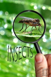 Insects