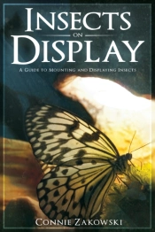 Insects On Display