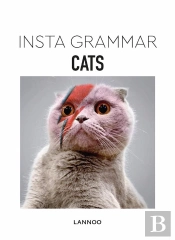 Insta Grammar ; Cats