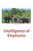 Intelligence Of Elephants