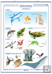 Invertebrados ; Vertebrados