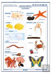 Invertebrats Vertebrats