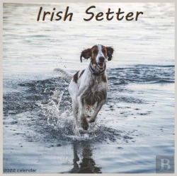 Bertrand.pt - Irish Setter Calendar 2022