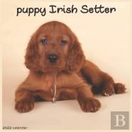 Irish Setter Puppy Calendar 2022