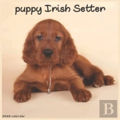 Irish Setter Puppy Calendar 2022
