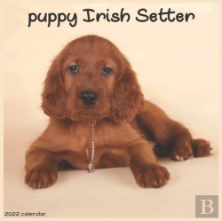 Bertrand.pt - Irish Setter Puppy Calendar 2022