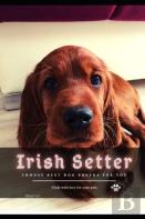 Irish Setter