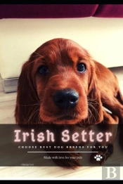 Irish Setter
