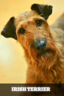 Bertrand.pt - Irish Terrier