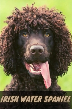 Bertrand.pt - Irish Water Spaniel