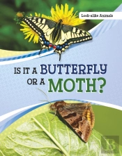 Is It A Butterfly Or A Moth?