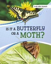 Is It A Butterfly Or A Moth?