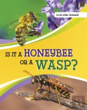 Is It A Honeybee Or A Wasp?