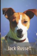 Jack Russell