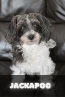 Jackapoo