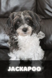 Jackapoo