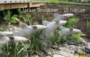 Jackie Brookner Of Nature