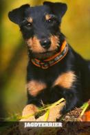 Jagdterrier