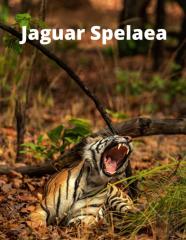 Jaguar Spelaea