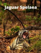 Jaguar Spelaea