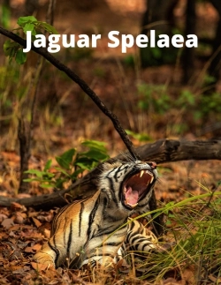 Bertrand.pt - Jaguar Spelaea