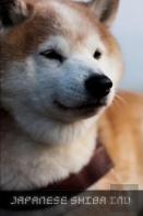 Japanese Shiba Inu
